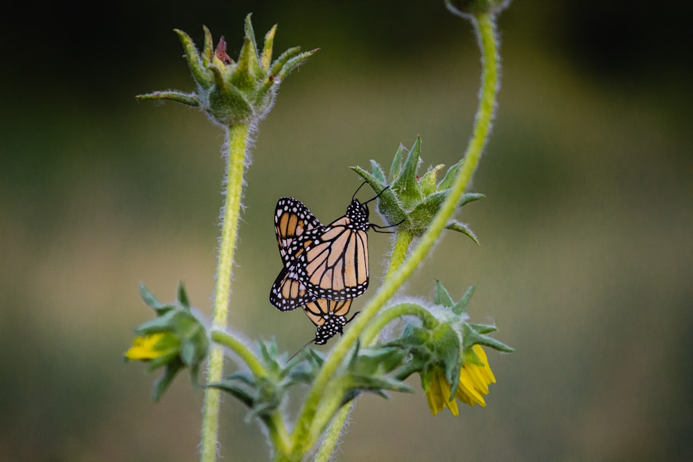 monarch butterfly perched on green plant during daytime