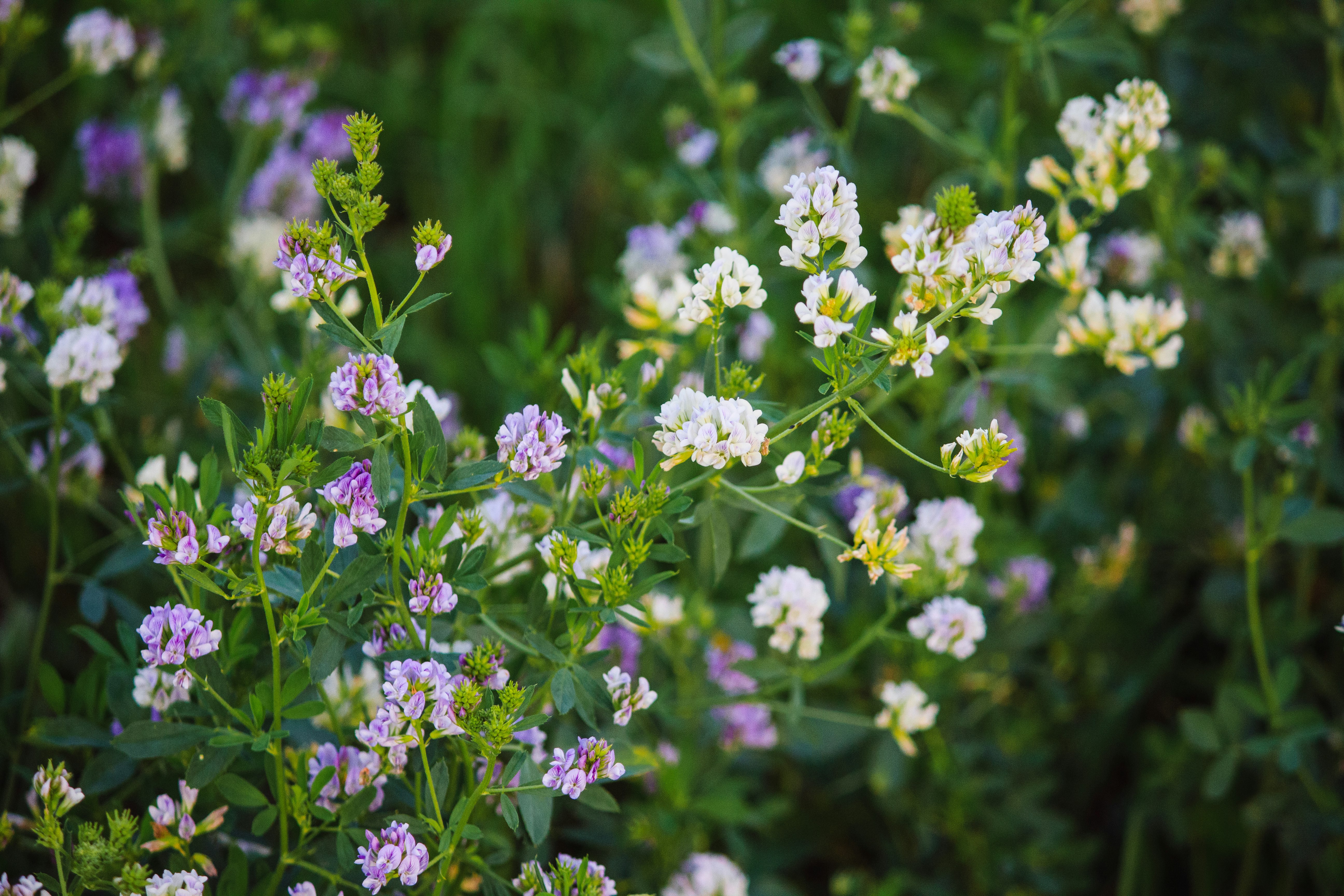 white and purple flowers in tilt shift lens