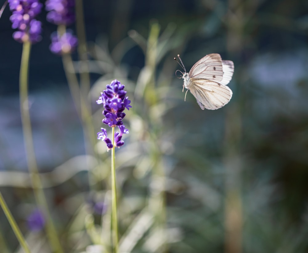 Papillon blanc et brun perché sur la fleur violette en gros plan photographie pendant la journée