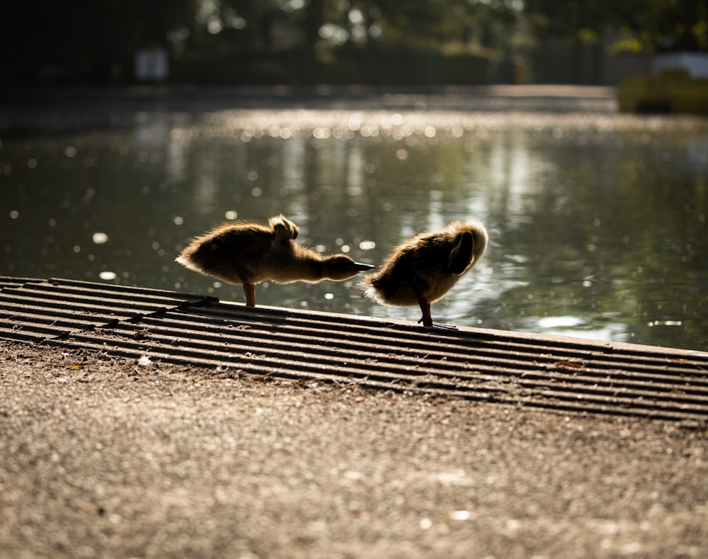 brown duck on gray concrete road near body of water during daytime