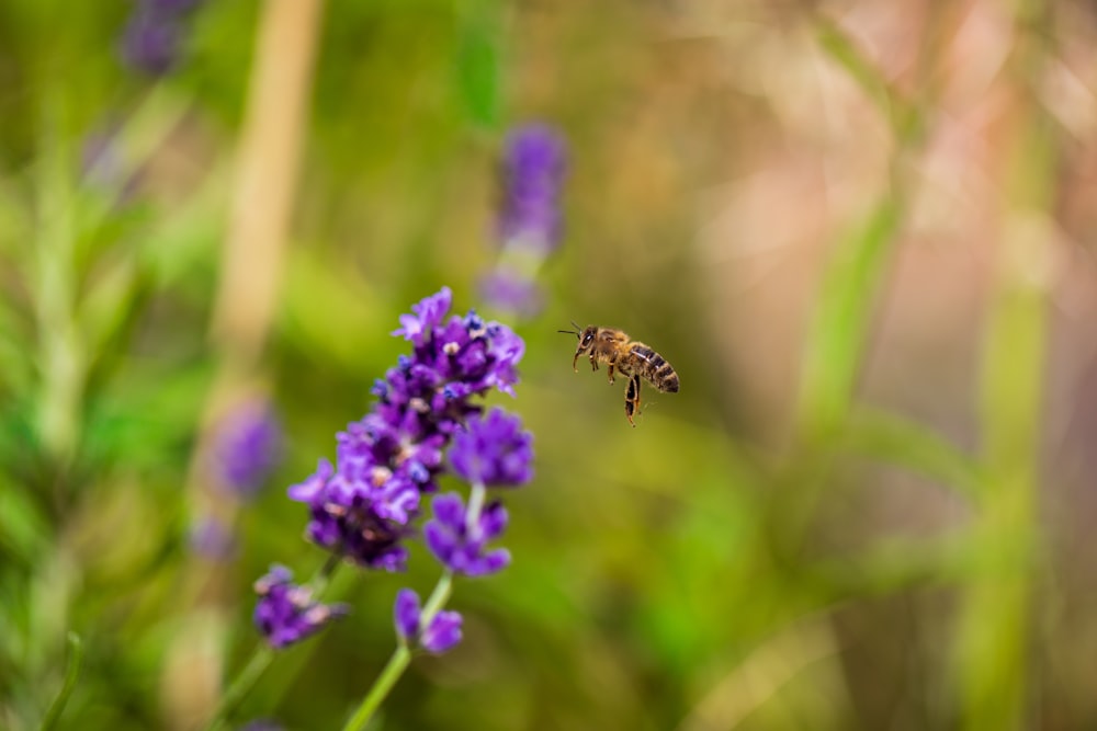 brown and black bee on purple flower during daytime