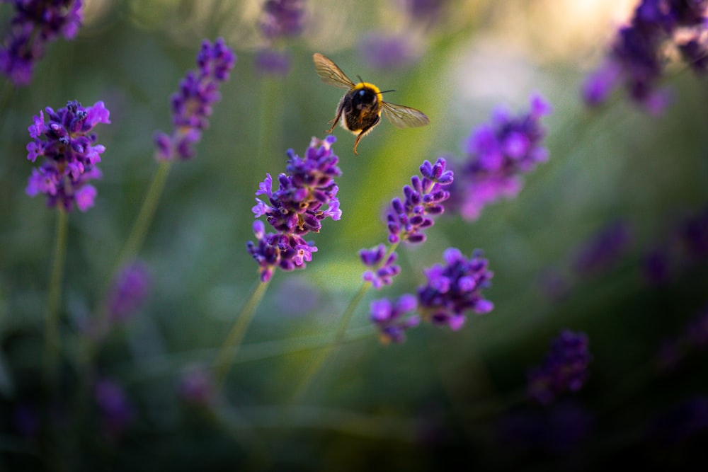 purple flower with bee in tilt shift lens