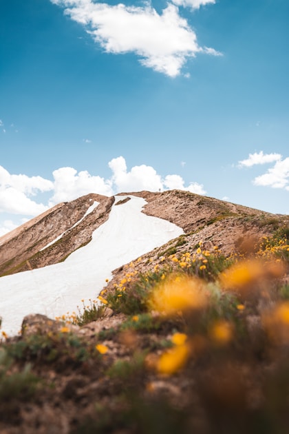 Yellow wildflower field near snow-covered mountain, western elk country