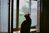 A content cat wearing a soft pastel hoodie perched on a windowsill looking outside.