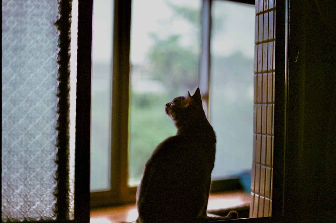 black cat on window during daytime