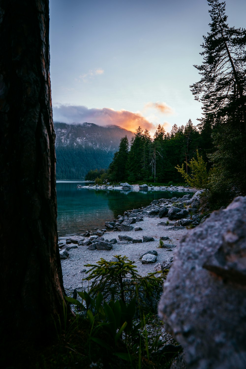 green trees near body of water during daytime