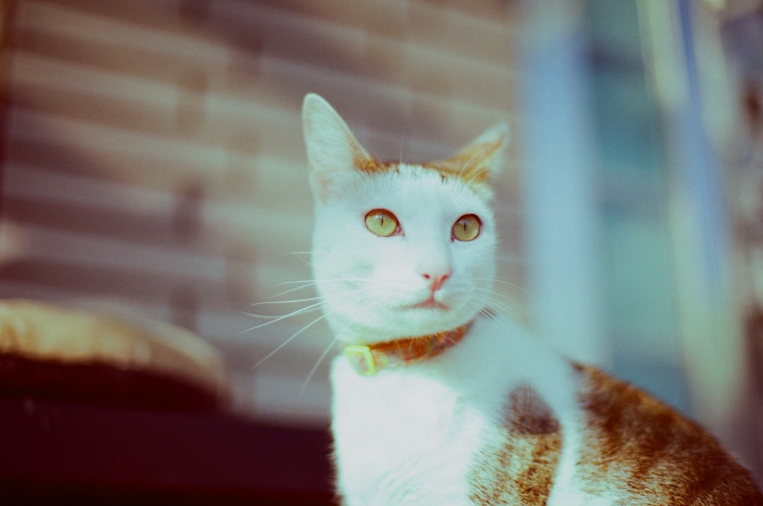 white and brown cat on red textile