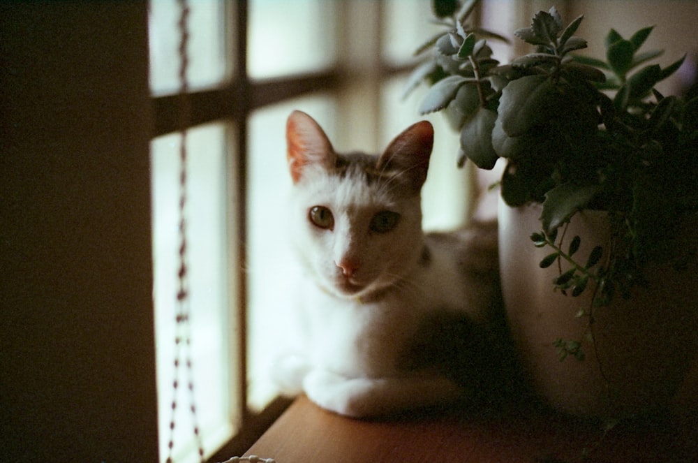 white cat on brown wooden table