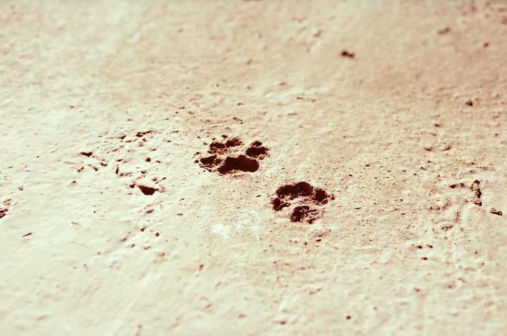 black and brown powder on white sand