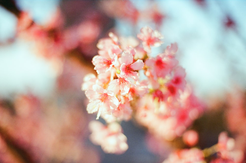 pink and white flower in tilt shift lens