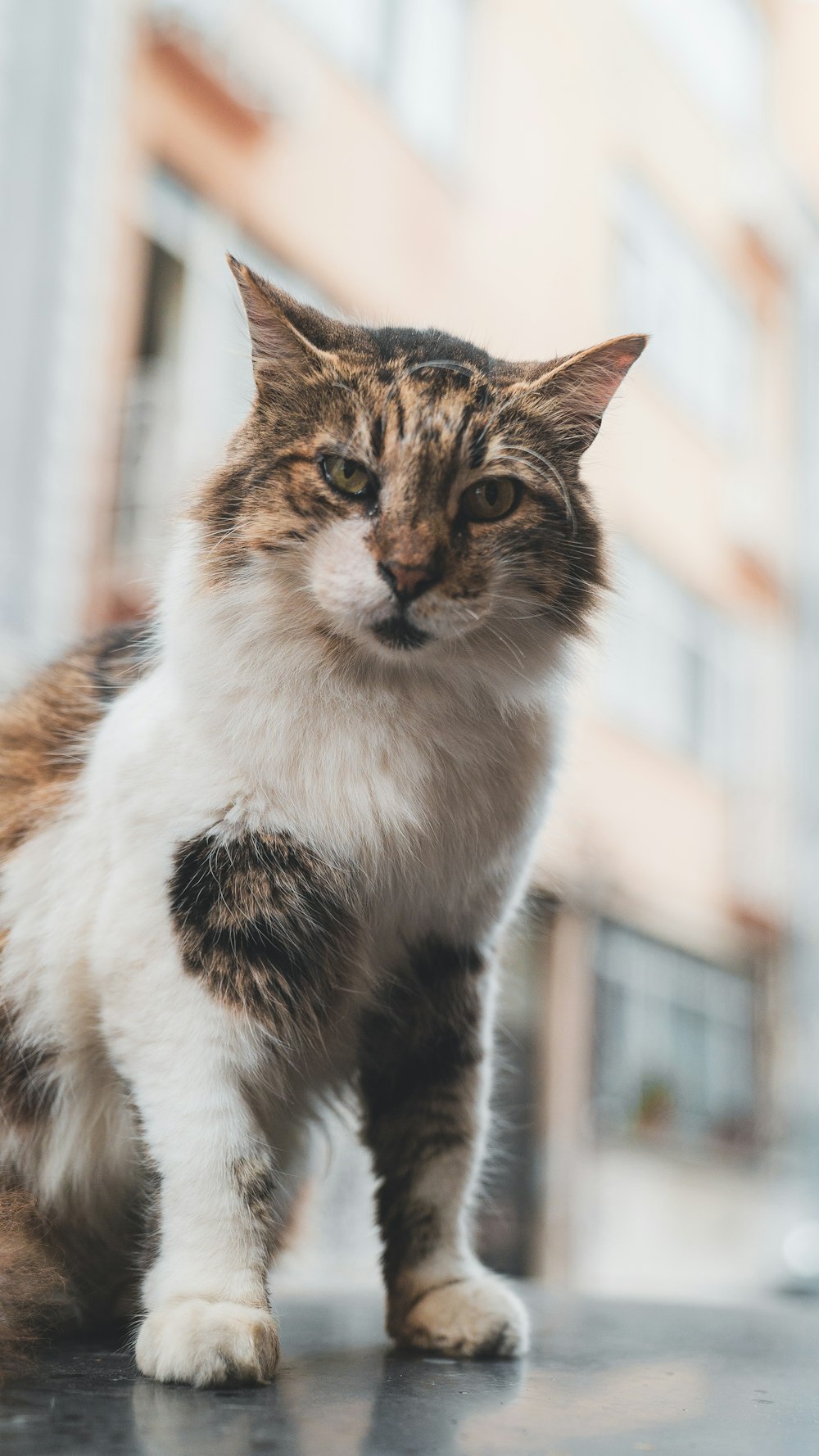 brown and white cat on brown wooden table