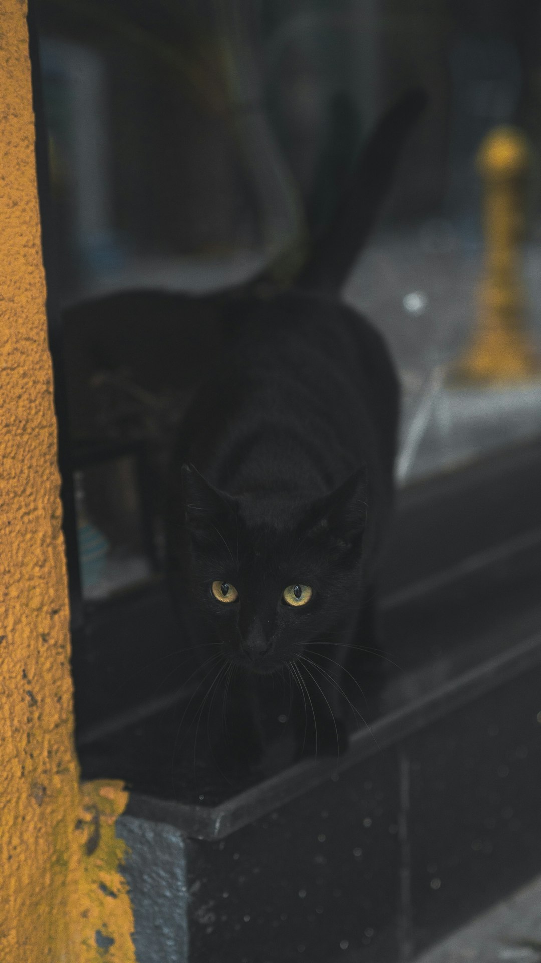 black cat on black table