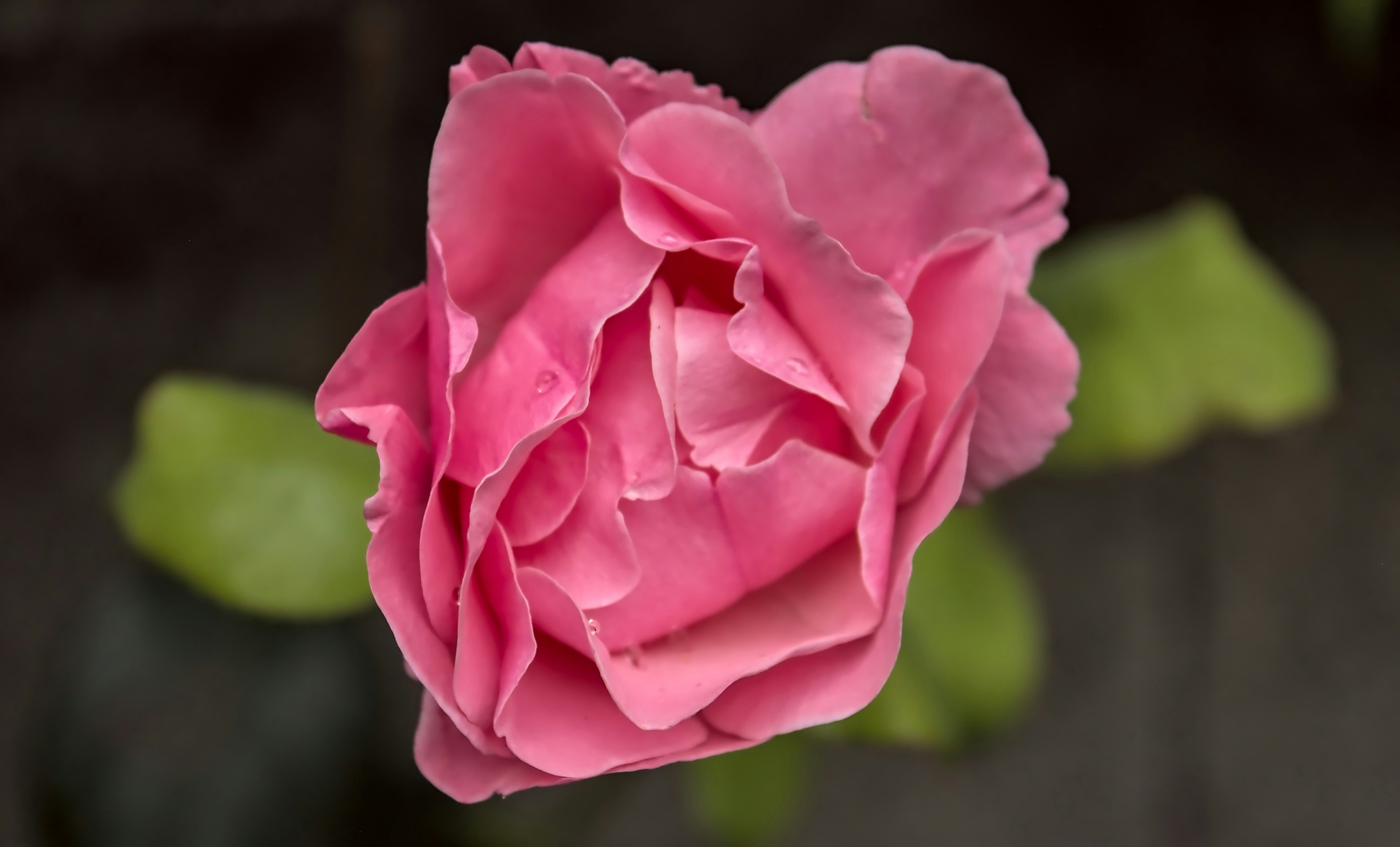 Photo by brunomiguel