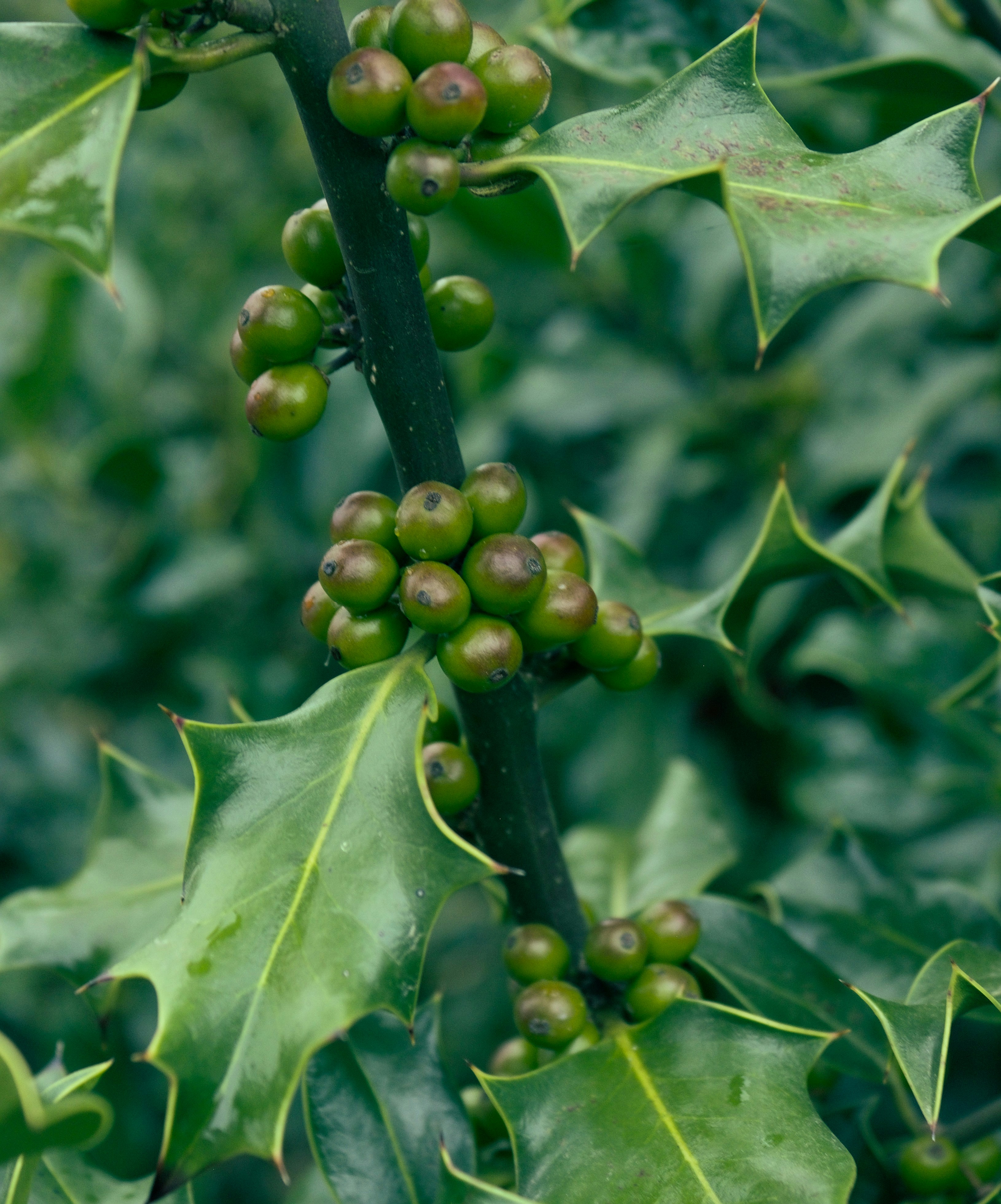 Green round fruit in close up photography