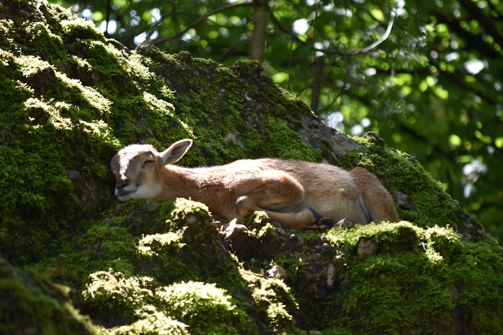 brown and white deer on green moss covered rock