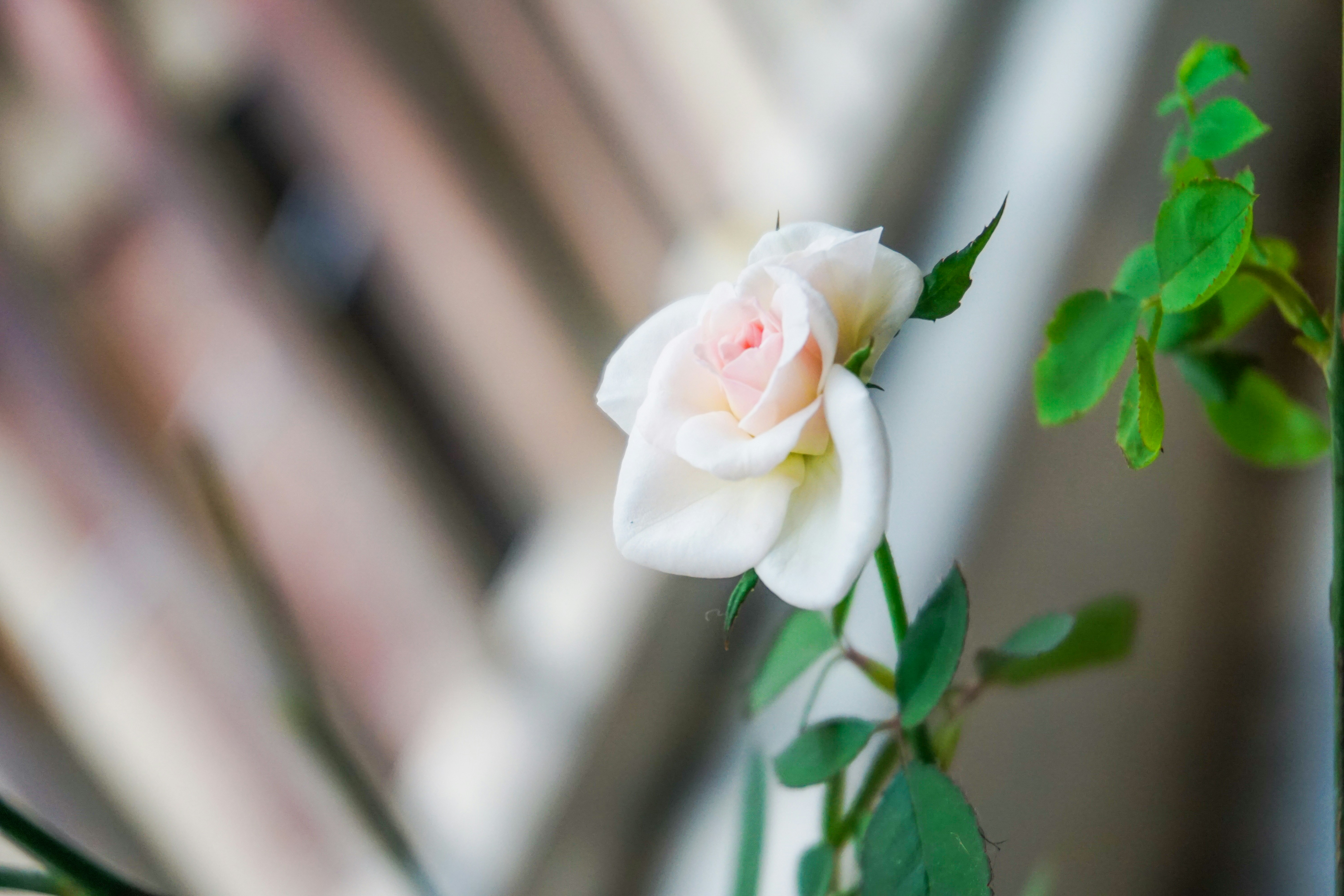 white flower with green leaves