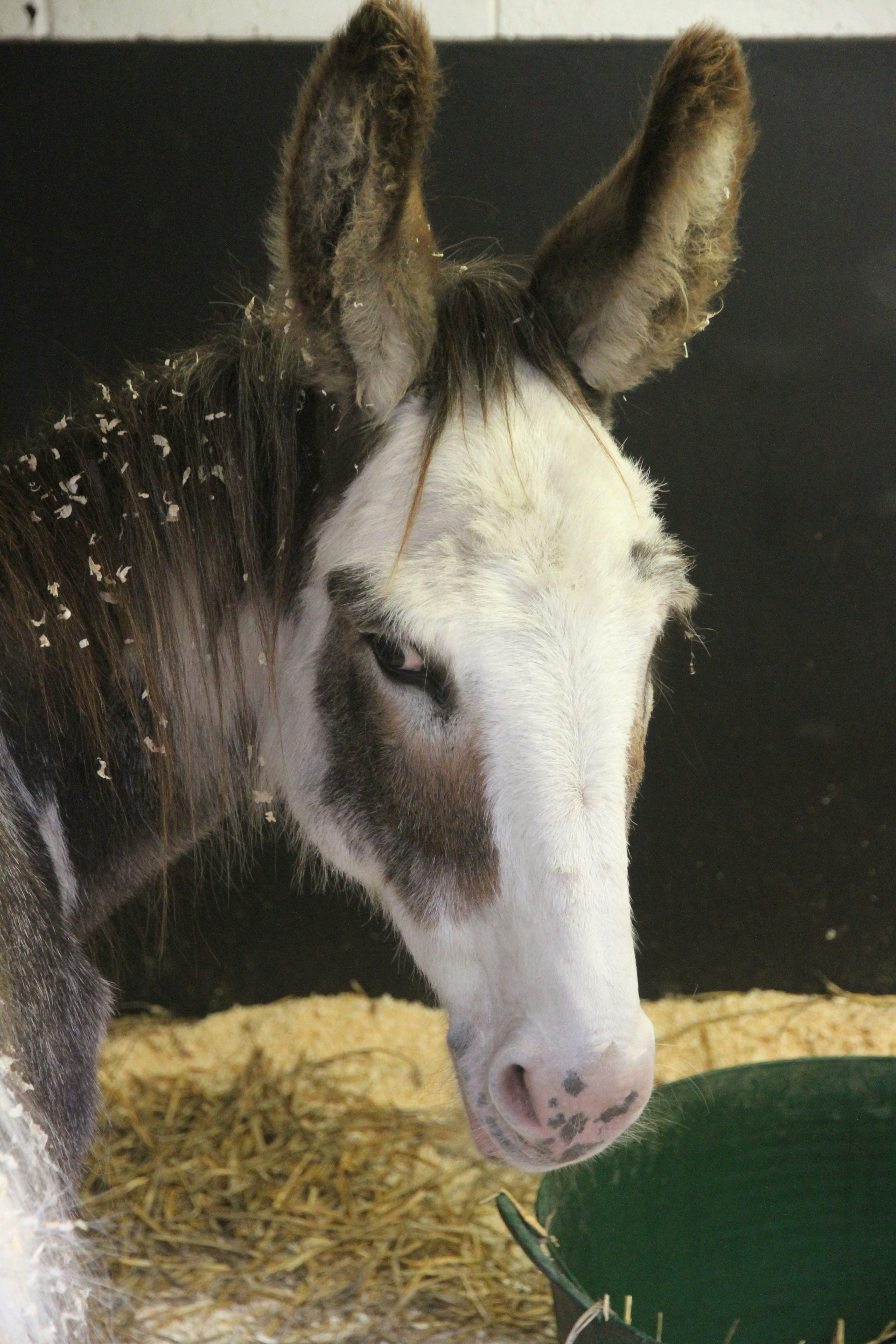 white and black horse eating grass