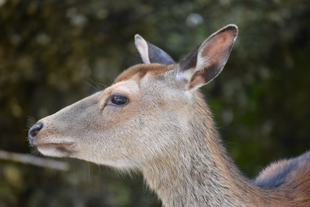 brown deer in tilt shift lens