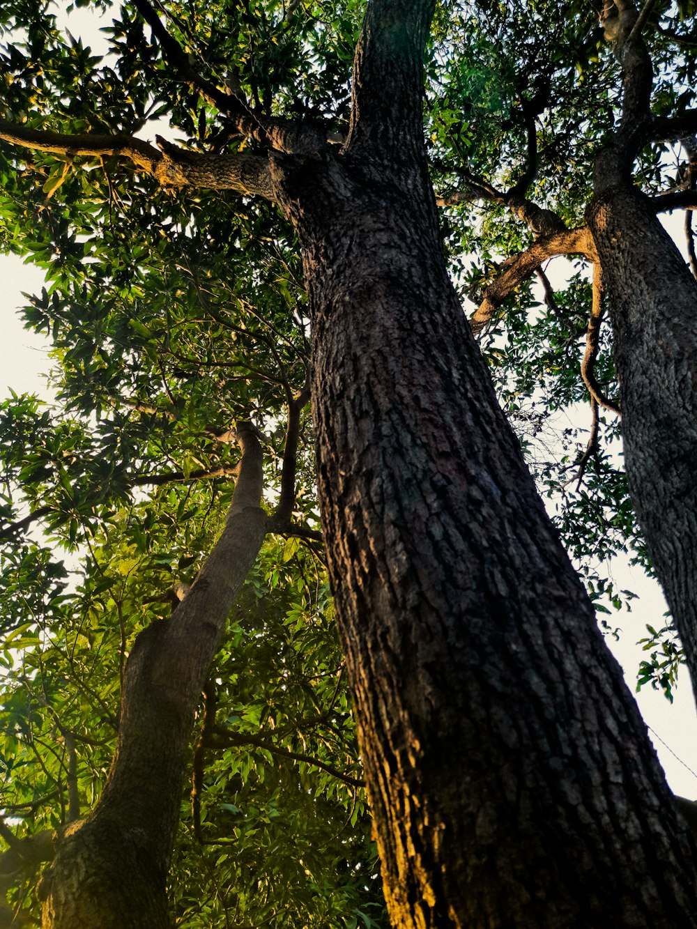 brown tree with green leaves