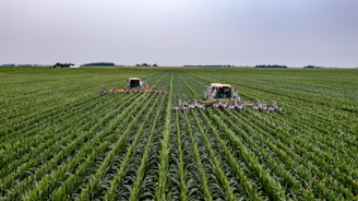 green grass field under white sky during daytime
