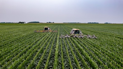 green grass field under white sky during daytime