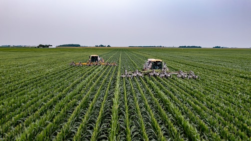 green grass field under white sky during daytime