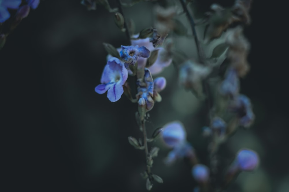 purple flower in tilt shift lens