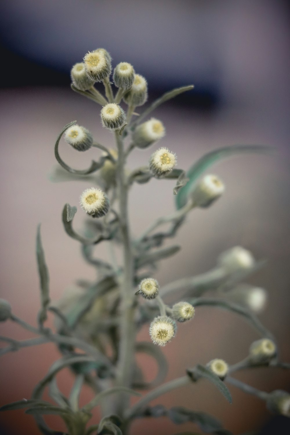 white flower in macro lens