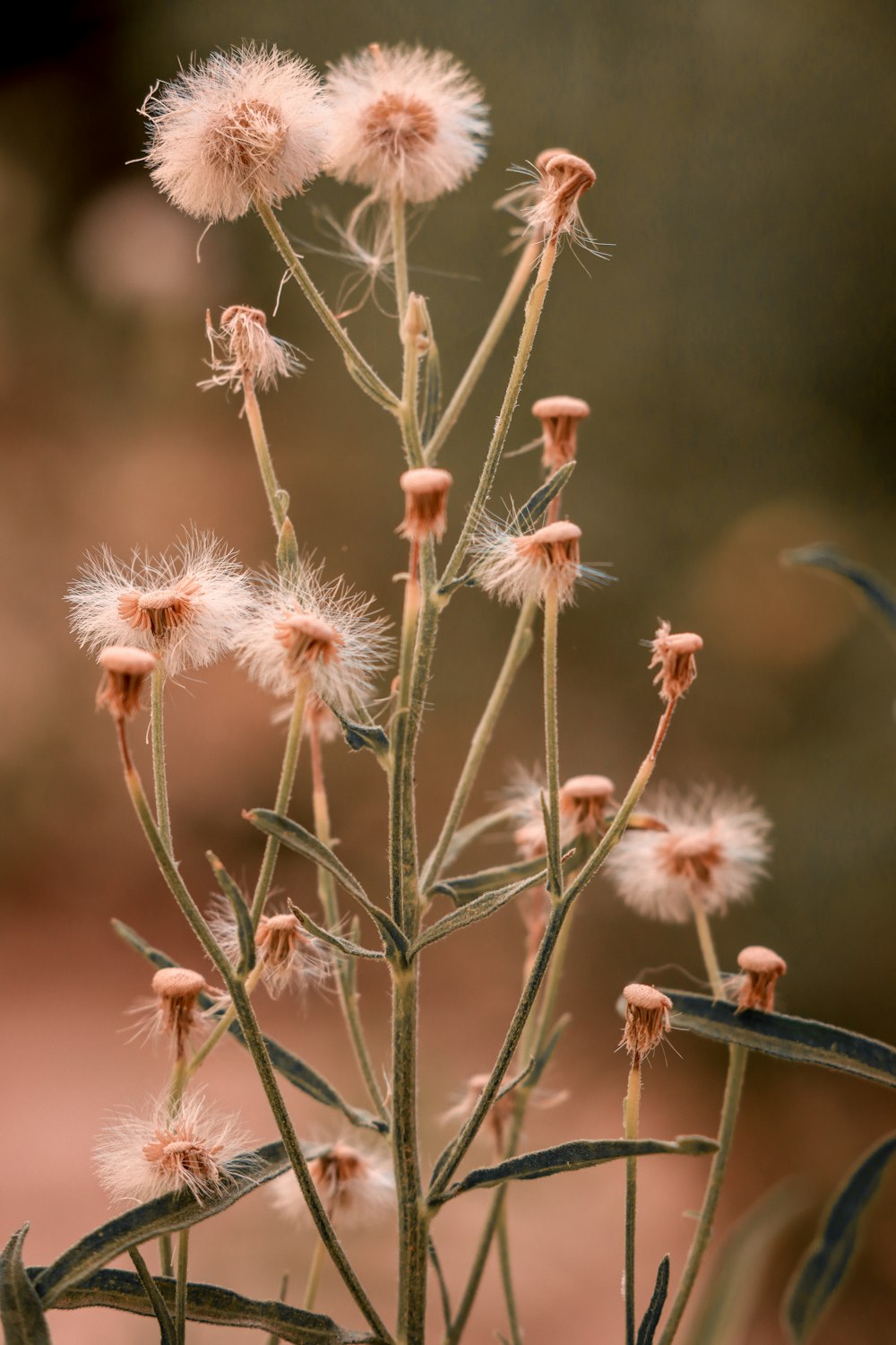 white and pink flowers in tilt shift lens