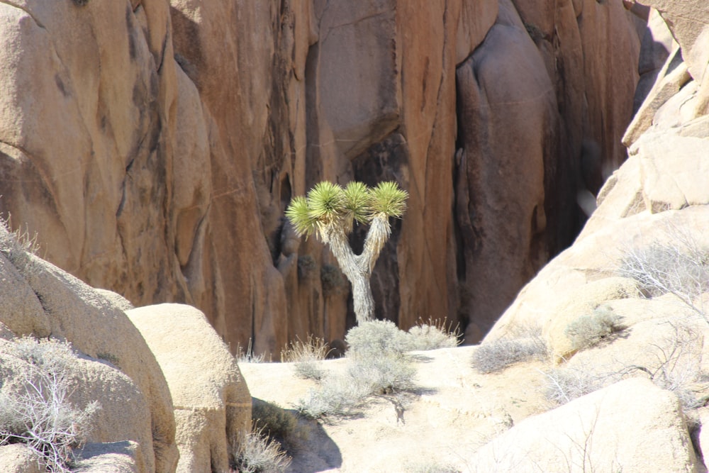 a small tree in the middle of a rocky area