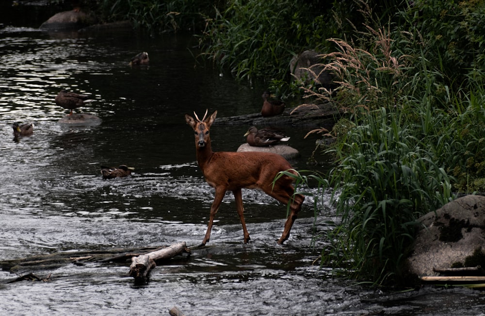 brown deer on river during daytime