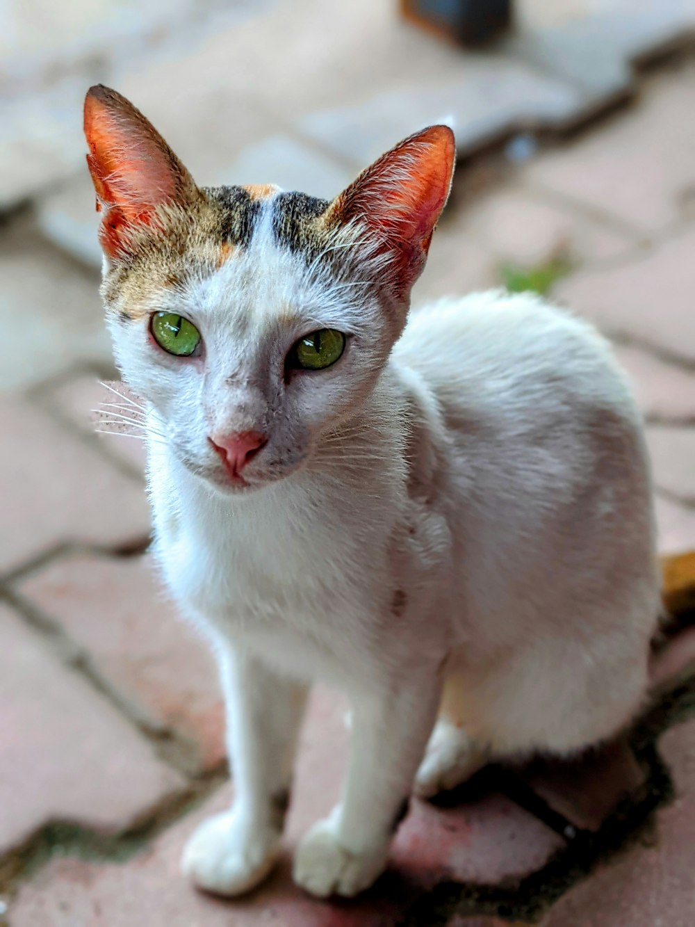 white and brown cat on brown concrete floor