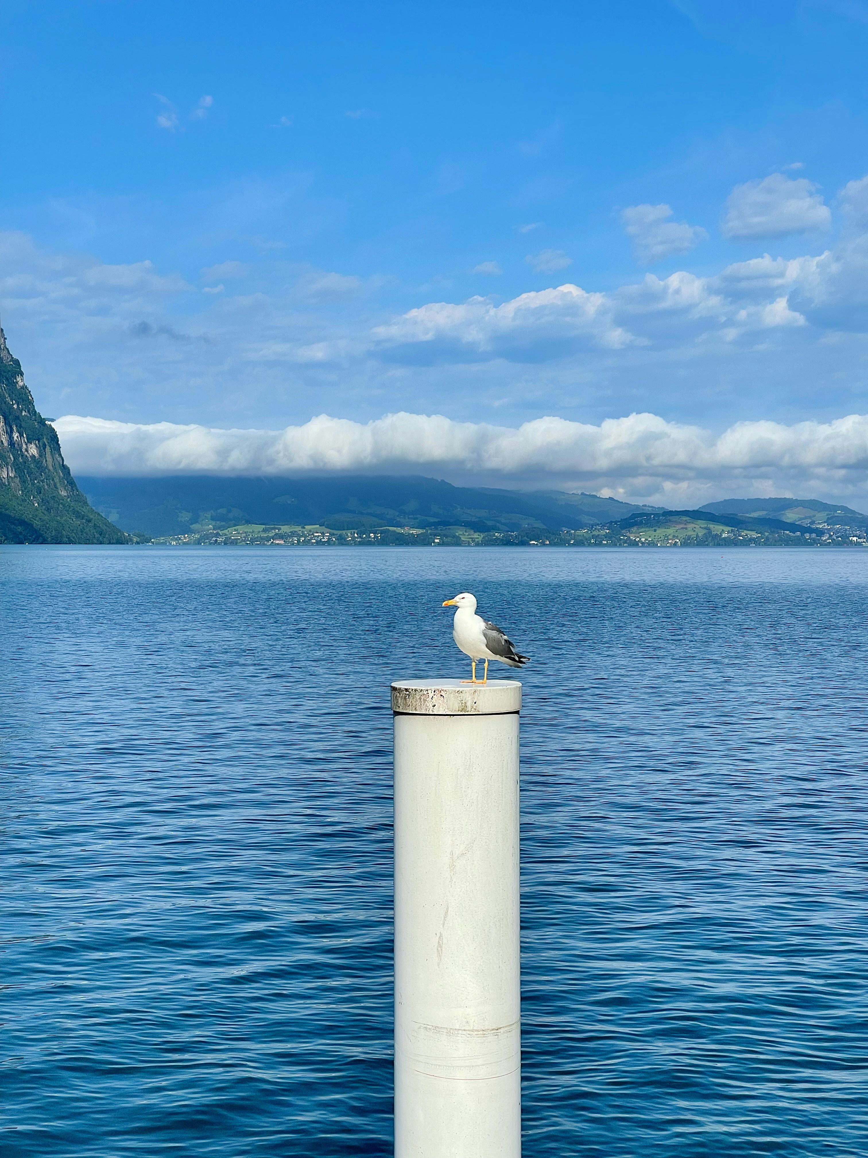 White bird on gray concrete post near body of water during daytime ...