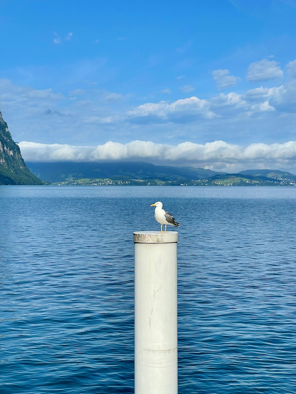 white bird on gray concrete post near body of water during daytime