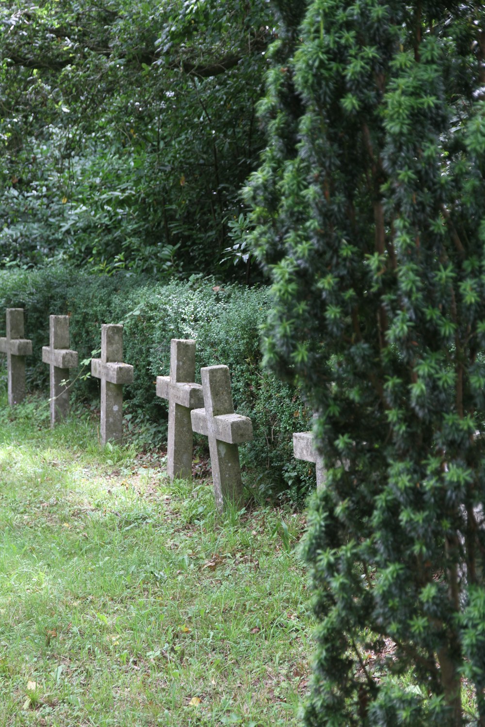 green grass field with brown wooden fence