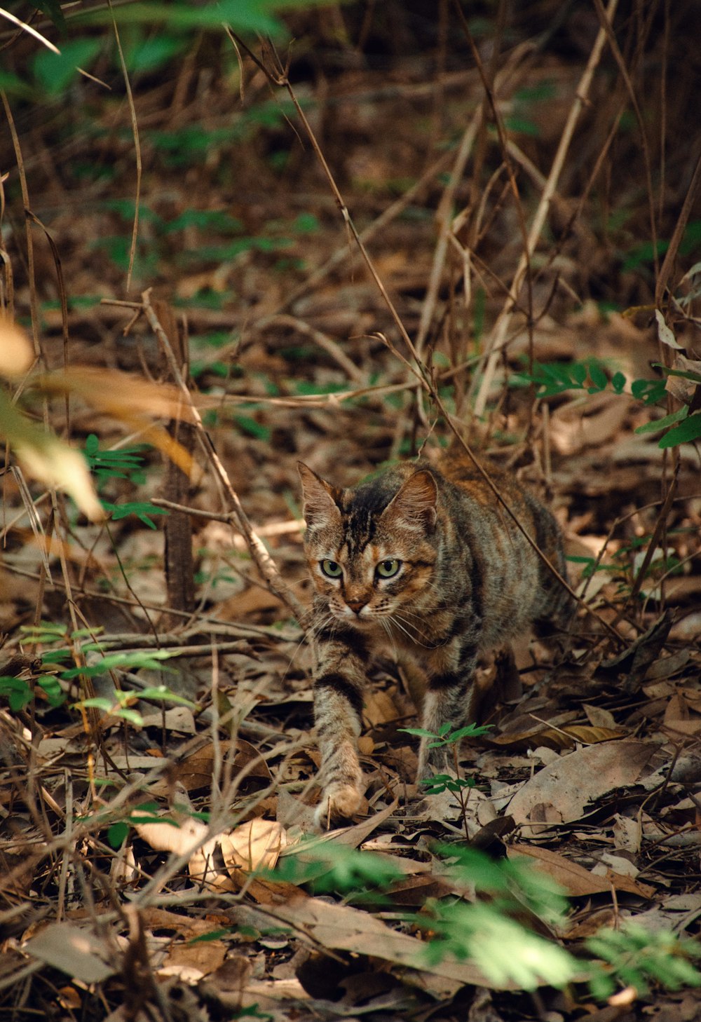 brown tabby cat on brown dried leaves