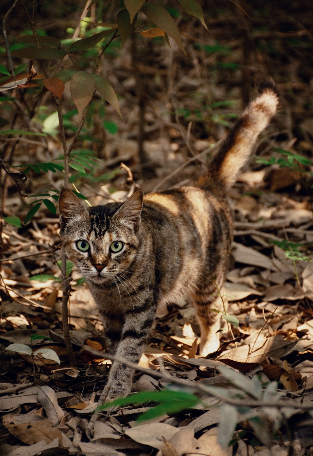 brown tabby cat on dried leaves