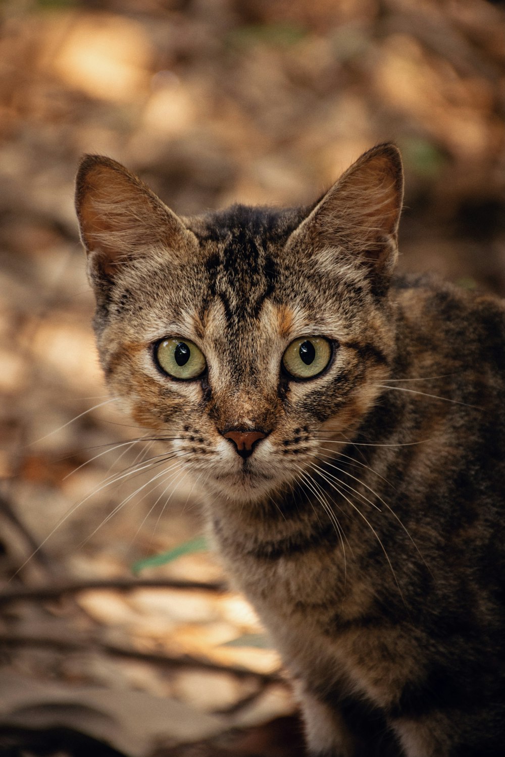 brown tabby cat on brown soil