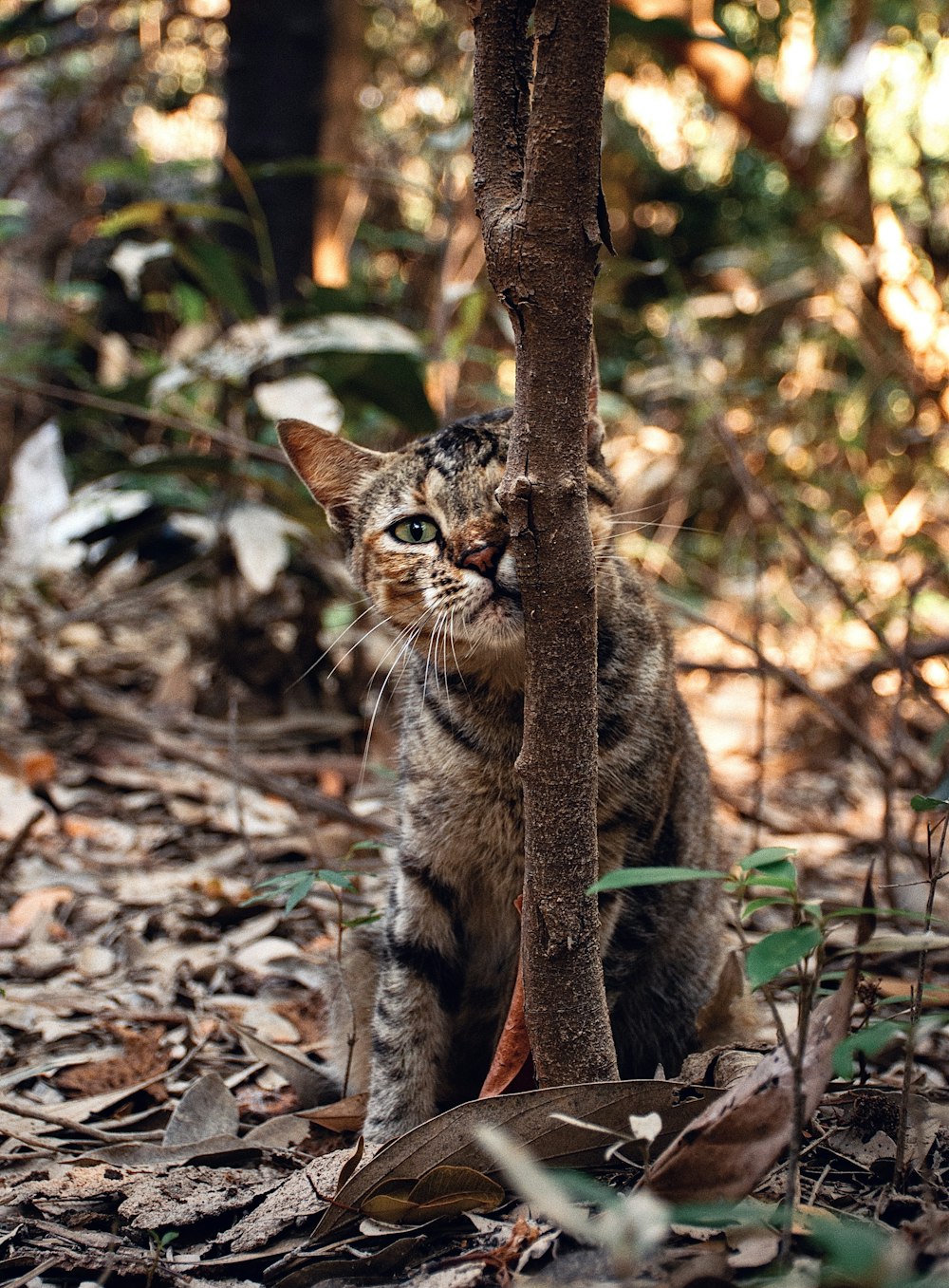 brown tabby cat on brown leaves