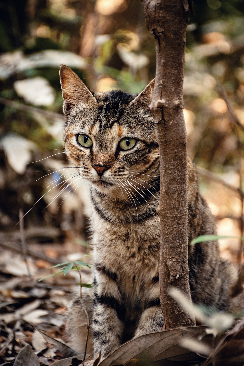 brown tabby cat on brown tree branch