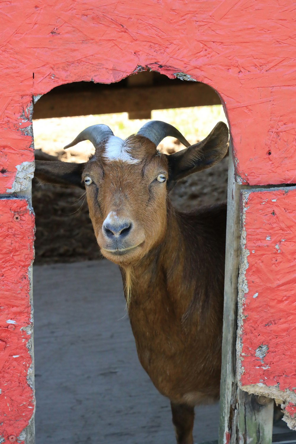 brown cow in front of red wooden door