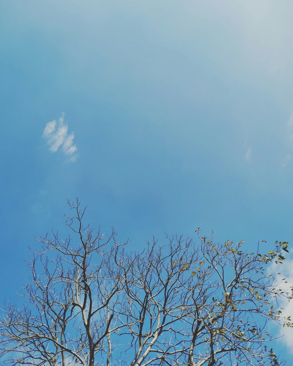 leafless tree under blue sky