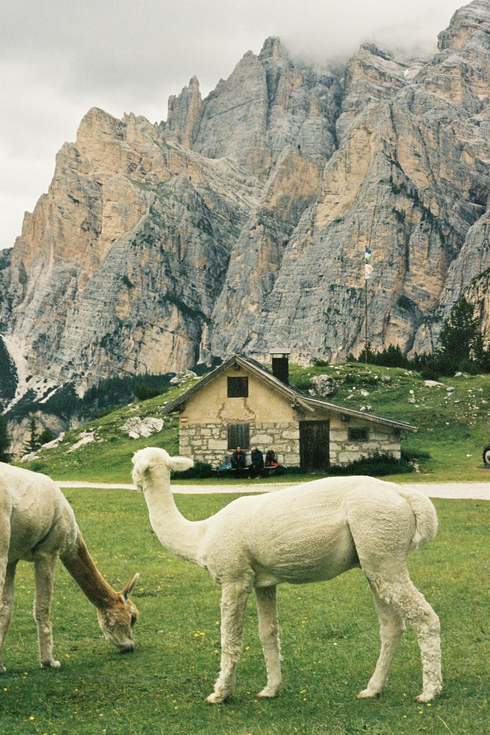 white horse on green grass field near brown and gray mountain during daytime