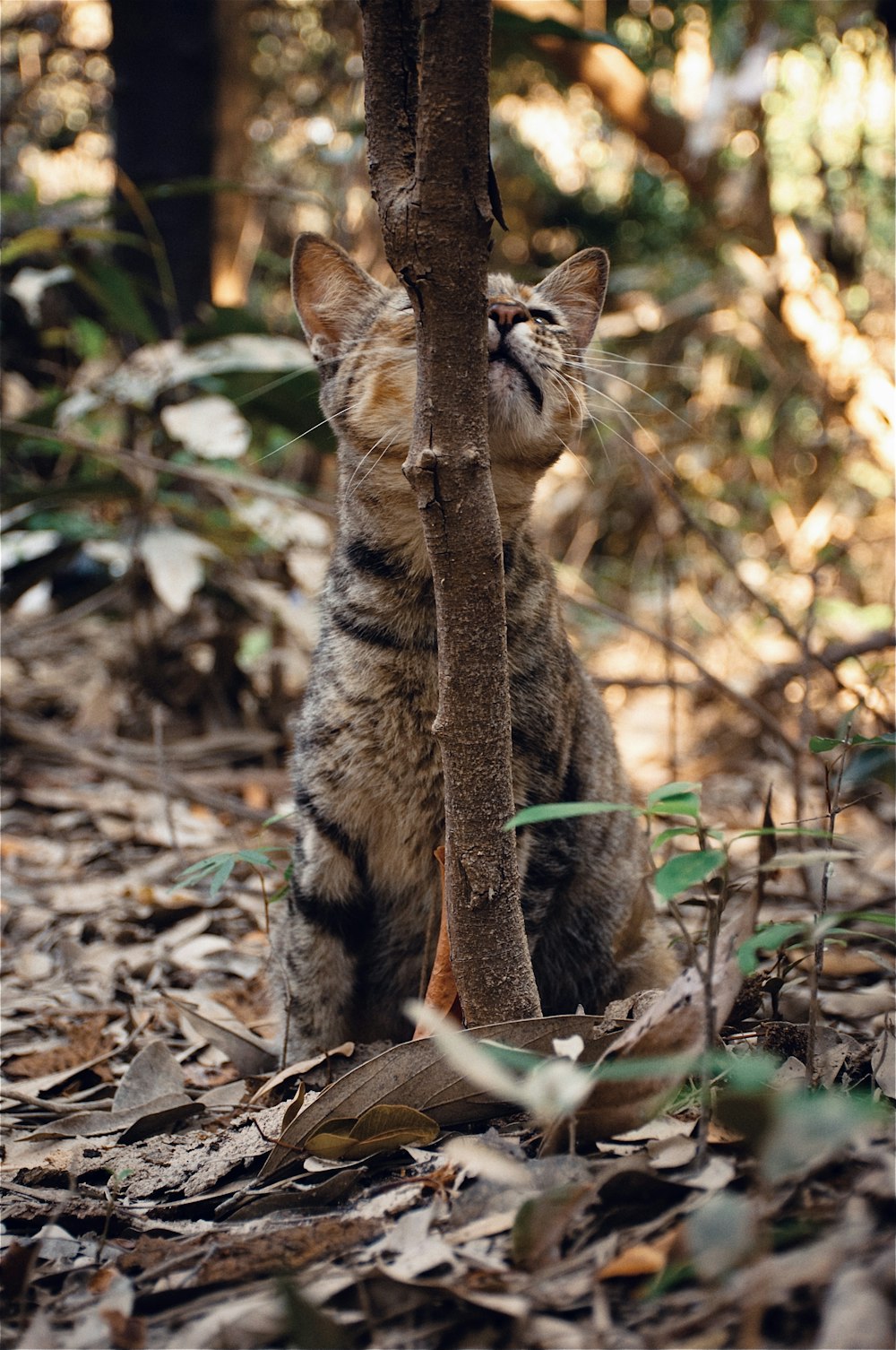 brown tabby cat on brown dried leaves during daytime