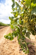 green grapes on brown soil during daytime