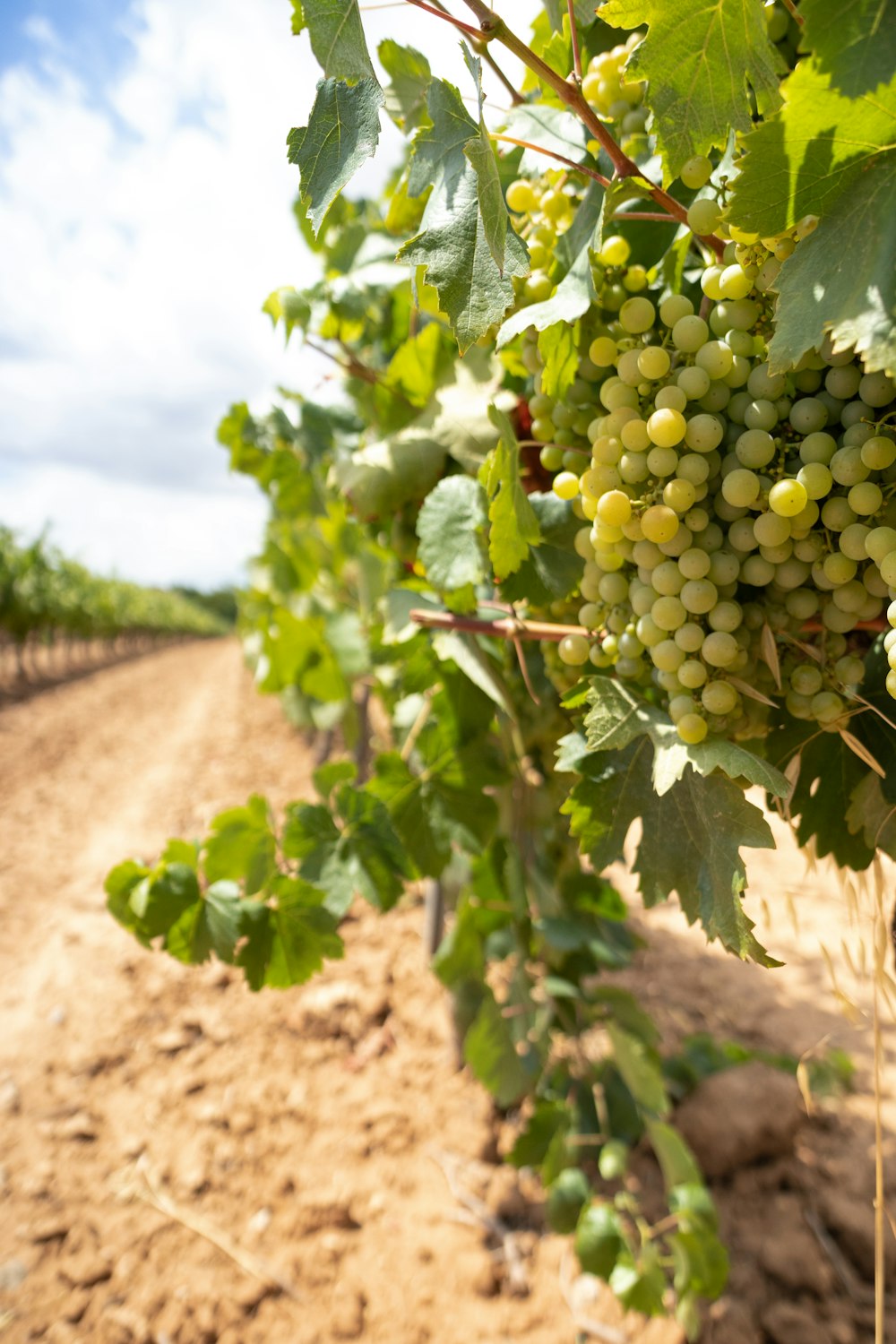 green grapes on brown soil during daytime