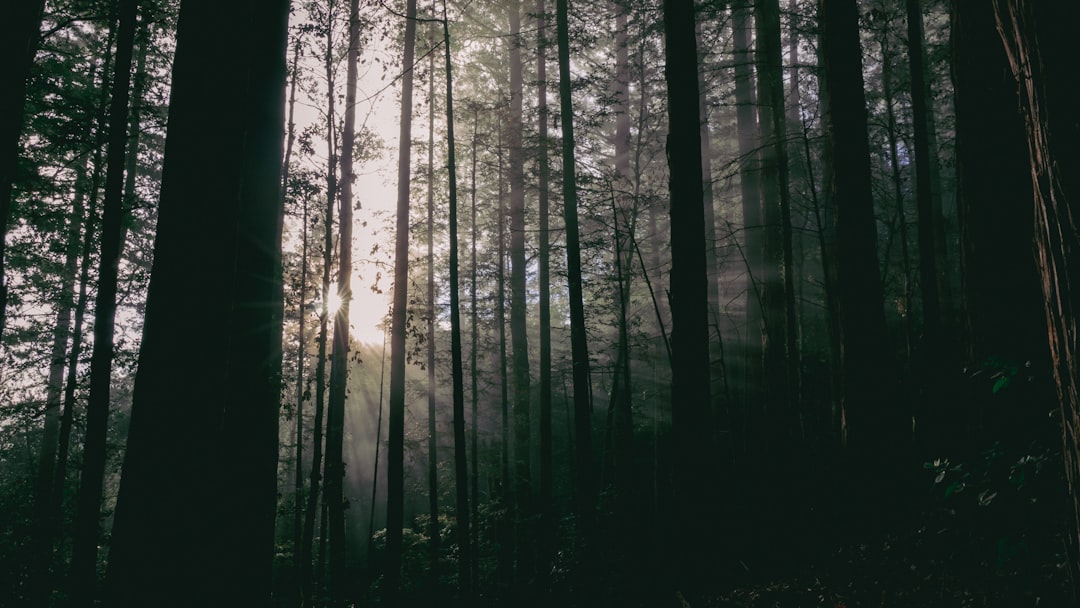 black forest trees during daytime