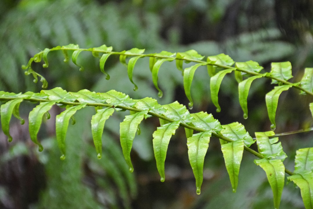 green leaves in tilt shift lens