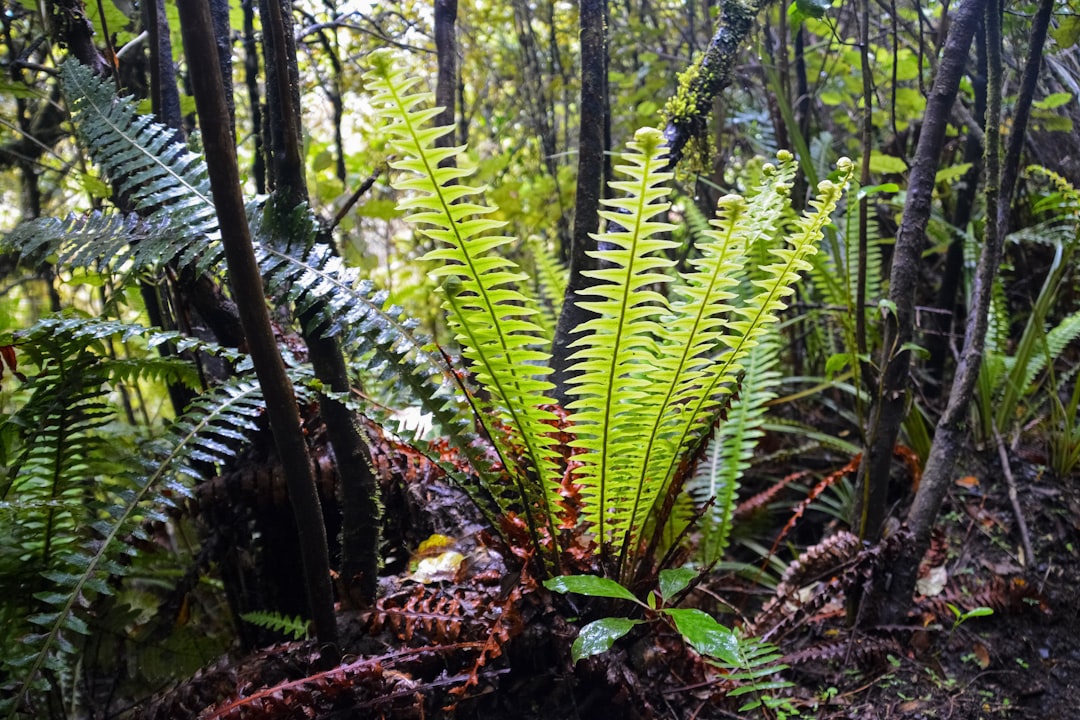 green fern plant on brown soil