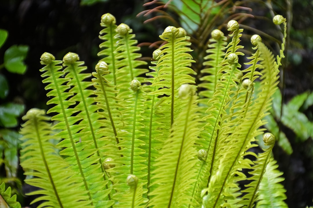 green fern plant in close up photography